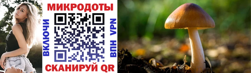 как найти   Выборг  Галлюциногенные грибы ЛСД 