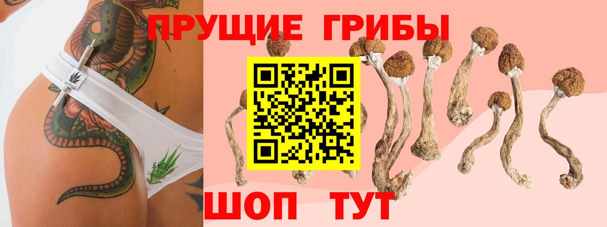 Выборг  Галлюциногенные грибы GOLDEN TEACHER  Вход с VPN 